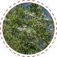 White Willow Bark